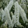 Actaea Simplex White Pearl